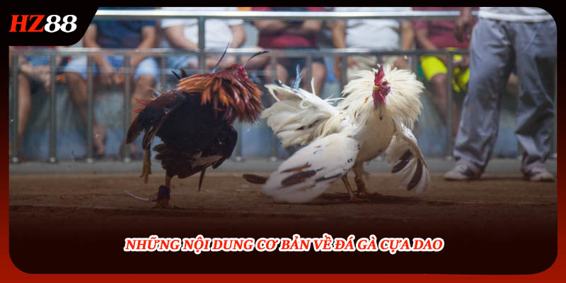 Những nội dung cơ bản về đá gà cựa dao