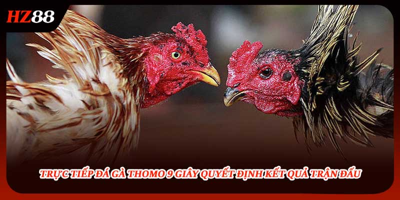 Trực Tiếp Đá Gà Thomo 9 Giây Quyết Định Kết Quả Trận Đấu