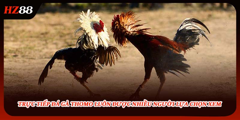 Trực tiếp đá gà Thomo luôn được nhiều người lựa chọn xem 