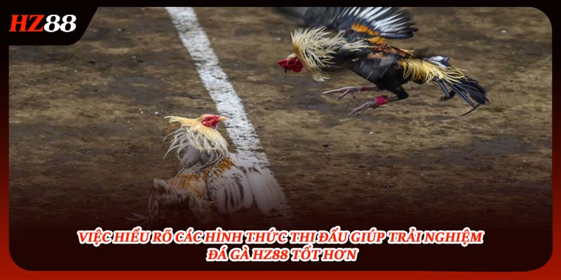 Hiểu rõ các hình thức thi đấu đá gà HZ88